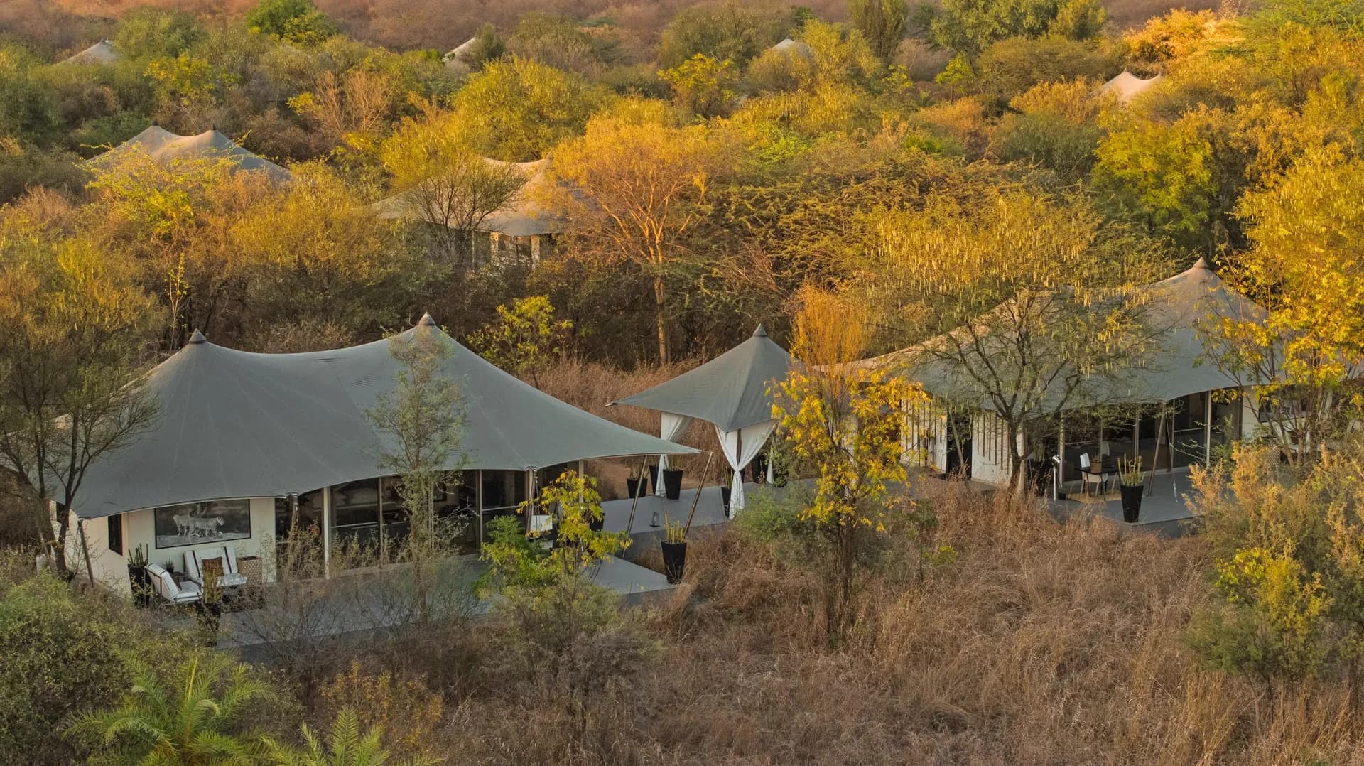 Family Felidae Suite at SUJAN JAWAI