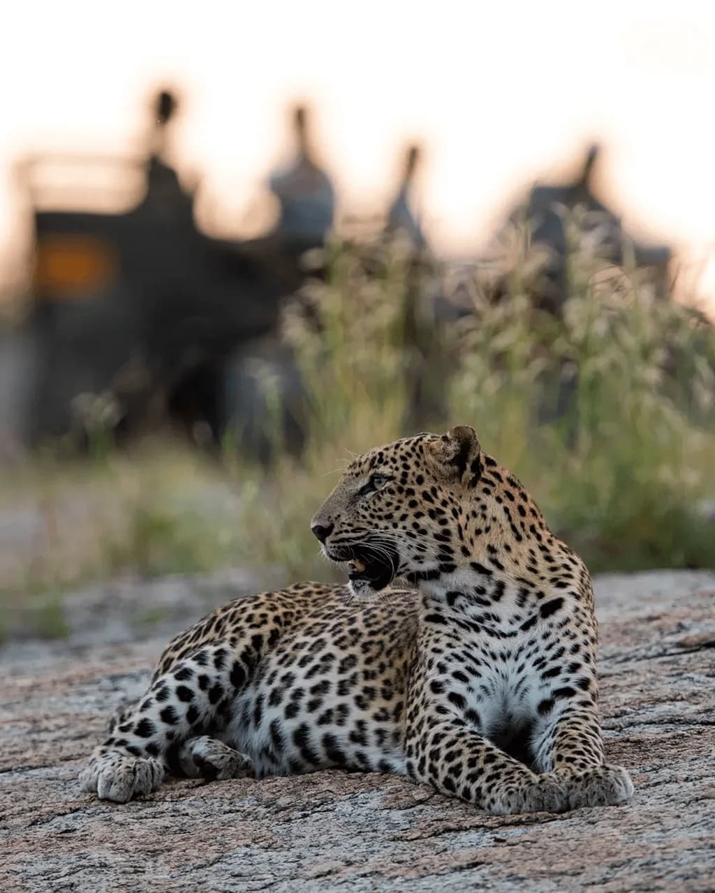 Open 4x4 wilderness drive in Jawai leopard country